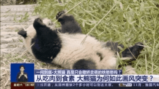 带你吃瓜物种进化,一场跨越时空的趣味探索