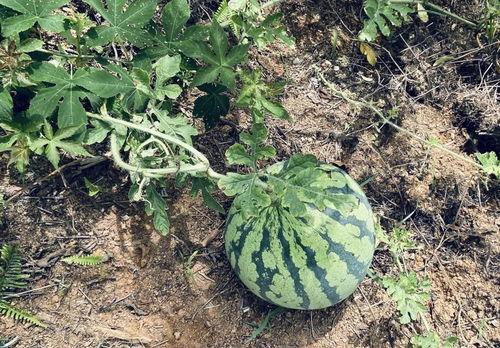 桂林园吃瓜,清凉一夏，尽享瓜果飘香