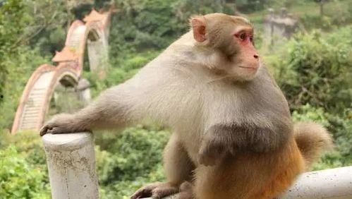 猴吃喜瓜,猴吃喜瓜的欢乐时光