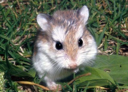 仓鼠吃不吃蔬瓜,揭秘仓鼠的饮食习惯与偏好