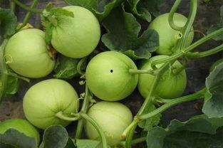 瓜吃瓜的意思,揭秘“吃瓜群众”背后的社会现象