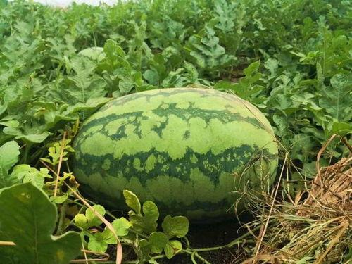 吃瓜洞,吃瓜群众眼中的明星幕后故事