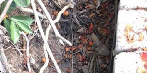 森林消防吃瓜,吃瓜也能守护绿水青山