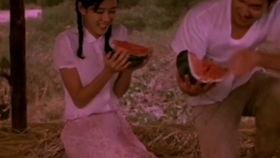 假如爱有天意雨后吃瓜,一场别开生面的“假如爱有天意”瓜宴