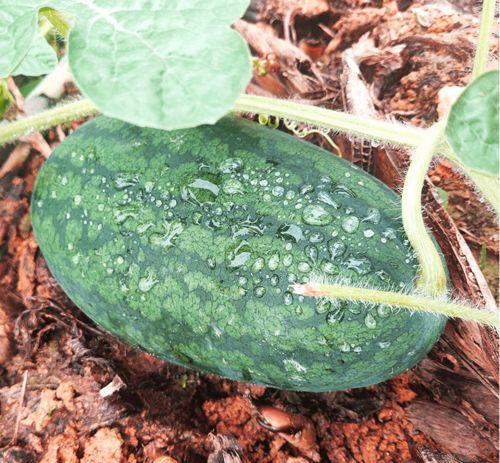 莆田最新吃瓜,揭秘网络热议背后的真相与幕后故事