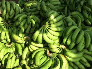 宁明维也纳吃瓜,一场别开生面的“吃瓜”盛宴