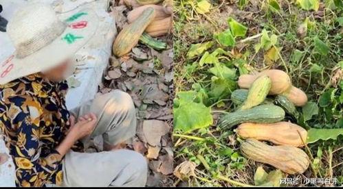 真实缅北吃瓜事件视频,一场真实上演的荒诞剧