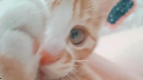 嗷呜吃瓜,揭秘娱乐圈的甜蜜与苦涩