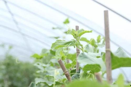 吃瓜不忘种子,从“吃瓜不忘种子”谈生活哲学