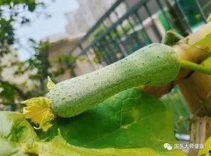 吃瓜细胞,探索其神奇生长与繁殖之谜