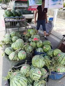 西南公园吃瓜事件,一场引发热议的公共冲突