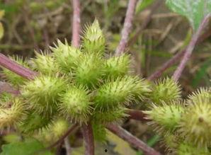 吃瓜后咽喉刺刺的,揭秘原因及缓解方法