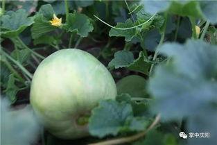 坊瓜怎么吃,探索美味与健康的完美融合