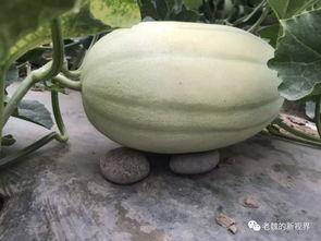 晚上吃老瓜好吗