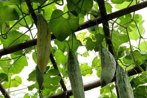 巨人吃老鼠瓜,揭秘巨人如何享用老鼠瓜