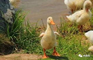 鸭子为什么吃瓜,揭秘鸭子为何钟爱吃瓜的奥秘