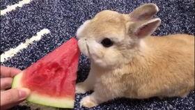 吃瓜兔兔兔,揭秘娱乐圈的甜蜜瓜田