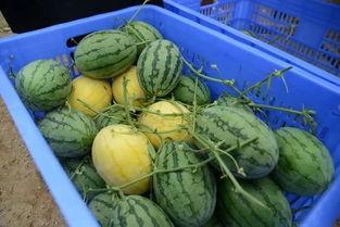 很长的吃瓜视频,娱乐圈幕后真相大曝光