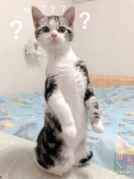 意大利猫吃瓜,意大利猫的“瓜界”探险记