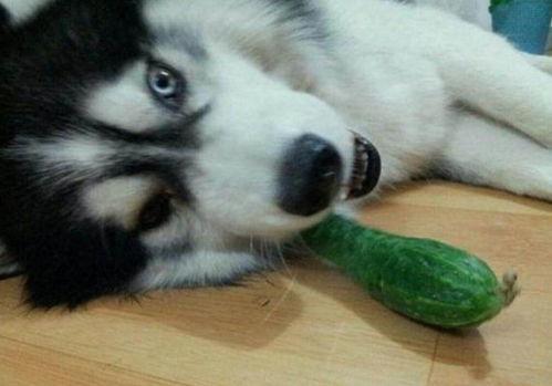 二哈只会吃瓜,揭秘哈士奇与瓜果的奇妙缘分