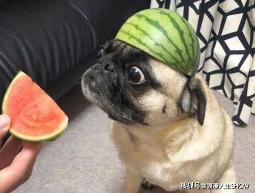 吃瓜郑爽表情包,吃瓜群众的欢乐源泉