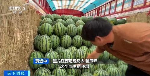 瓜师日常吃瓜,揭秘娱乐圈那些鲜为人知的瓜料