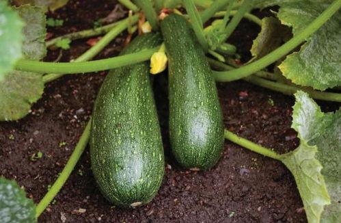 秋季有什么瓜吃,秋季瓜类美食大盘点