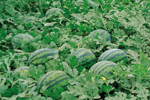 英区吃瓜群,揭秘英国留学生活中的趣味瞬间