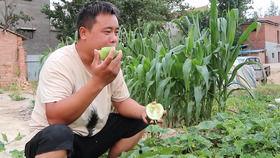 老张吃楠瓜,老张的楠瓜美食之旅