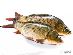 刘大瓜吃稻田鲫鱼,品尝鲜美稻田鲫鱼