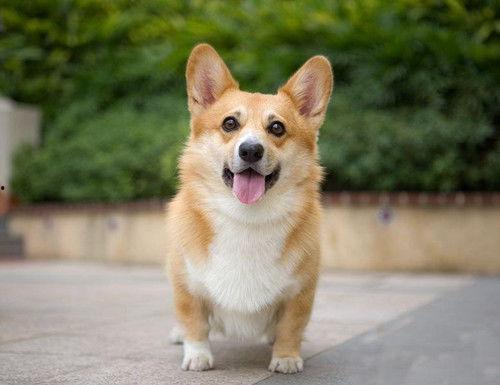 柯基犬可以吃白兰瓜吗,营养与注意事项解析