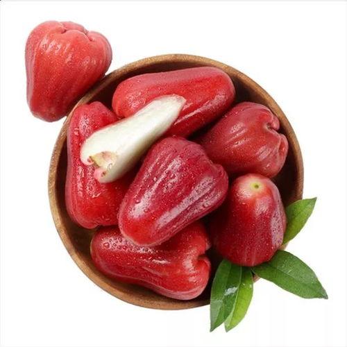 莲雾吃瓜短视频,趣味横生的短视频盛宴