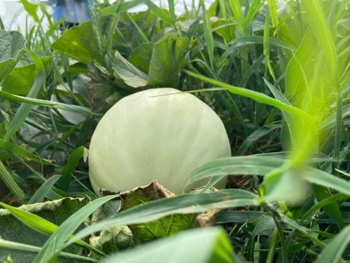 静静的童年吃瓜