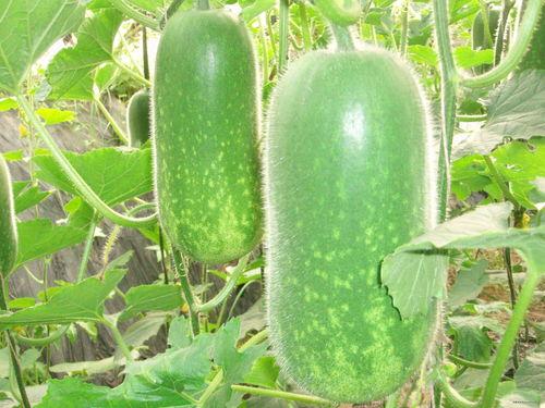 暴躁冬瓜吃瓜视频,辣味十足，笑料连连