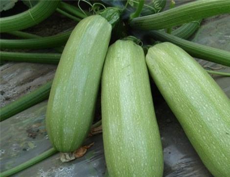 吃苏瓜有哪些好处,健康生活新选择