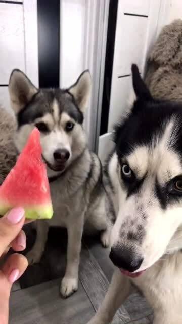 吃瓜的二哈,笑料横生，带你领略狗狗的幽默生活