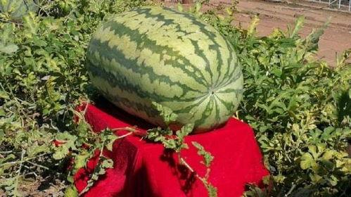 最恐怖吃瓜,揭秘最恐怖的吃瓜事件