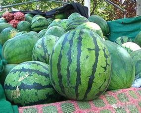 西瓜吃瓜不瓜,揭秘夏日消暑美食的趣味与智慧