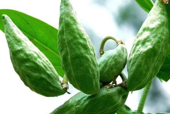 吃角瓜有什么好处,健康生活新选择