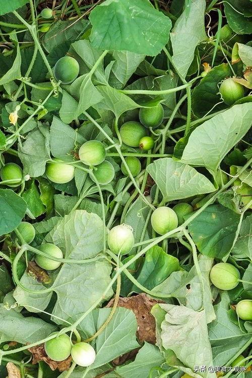 狗屎瓜可以吃吗,揭秘其食用价值与食用方法