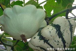 瓜可以晒干吃吗,晒干后的美味新体验