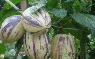 茄瓜怎么吃茄瓜,探索美味与营养的完美结合