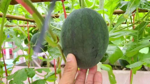 雨吃瓜,一场别开生面的夏日盛宴