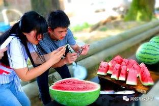 地里吃瓜去了,地里吃瓜去，享受田园生活乐趣