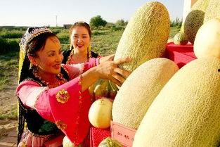 维族姑娘吃哈密瓜,哈密瓜美食之旅