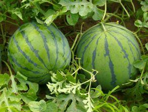 什么男人吃瓜好,揭秘男人吃瓜的乐趣与技巧