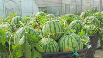 蔡堂吃瓜视频,揭秘娱乐圈幕后真相 第2张 蔡堂吃瓜视频,揭秘娱乐圈幕后真相 第2张